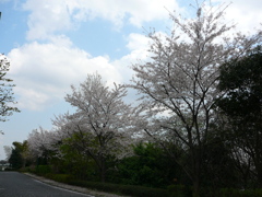 桜〜大学にて〜