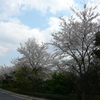 桜〜大学にて〜