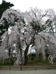 桜〜青森にて〜