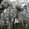 桜〜青森にて〜