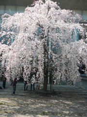 桜〜世田谷キャンパスにて〜