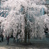 桜〜世田谷キャンパスにて〜