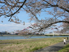 川と桜と鯉のぼり
