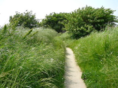 草の小道