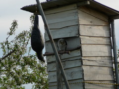 カラスよけと巣立ち直前のフクロウ