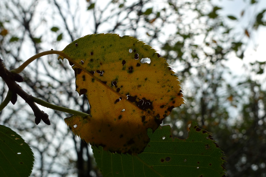 葉っぱ