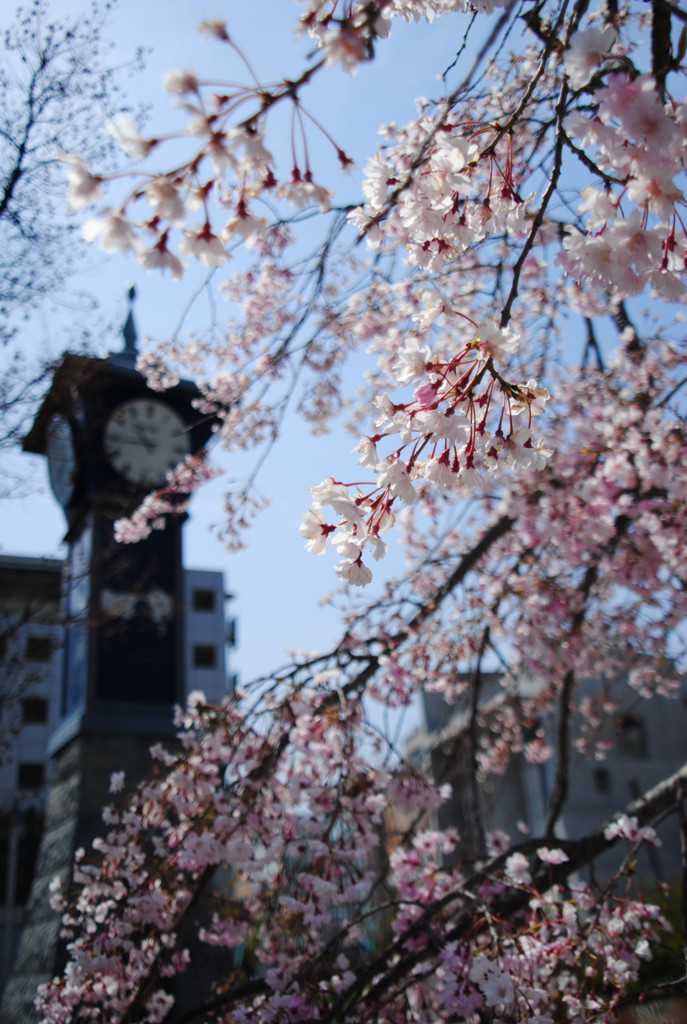 桜