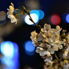 夜桜