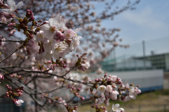 母校裏の桜