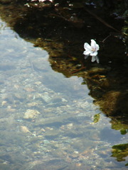 水面桜