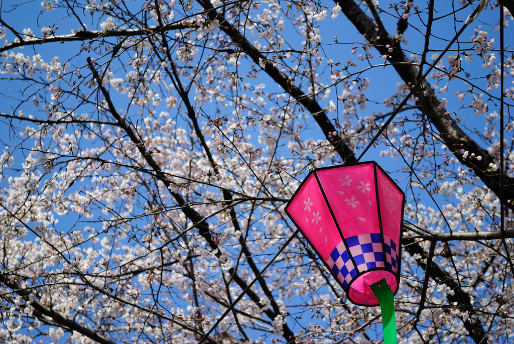 花見シーズン真っ盛り