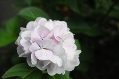 紫陽花