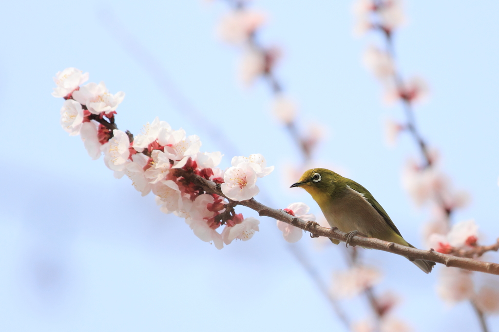 は～るよこいっ