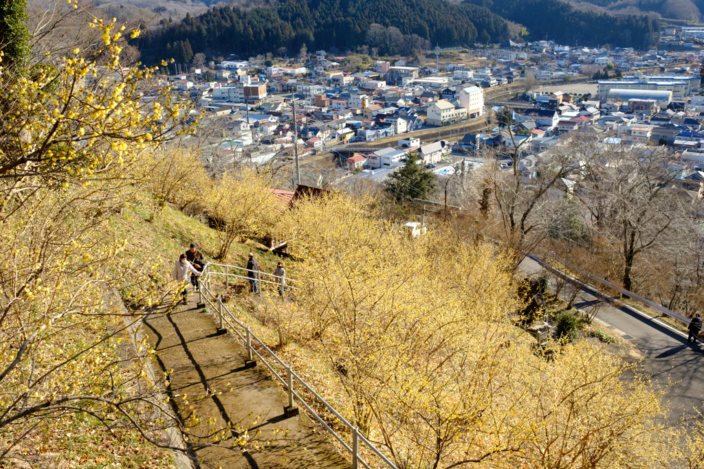 城山公園蝋梅