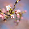 あったかい桜