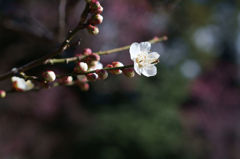 白く
