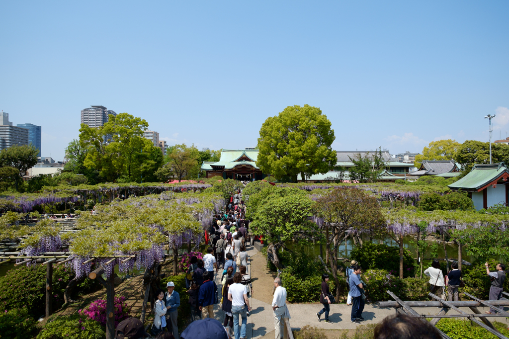 亀戸天神　藤の頃