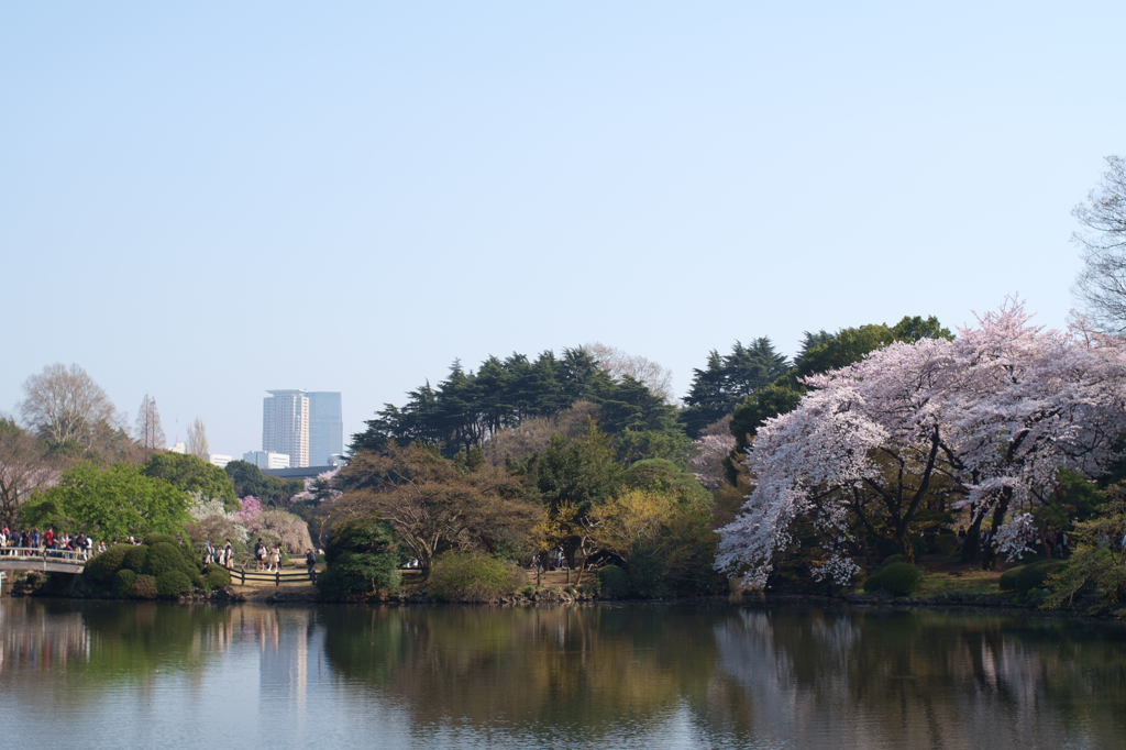 新宿御苑　桜
