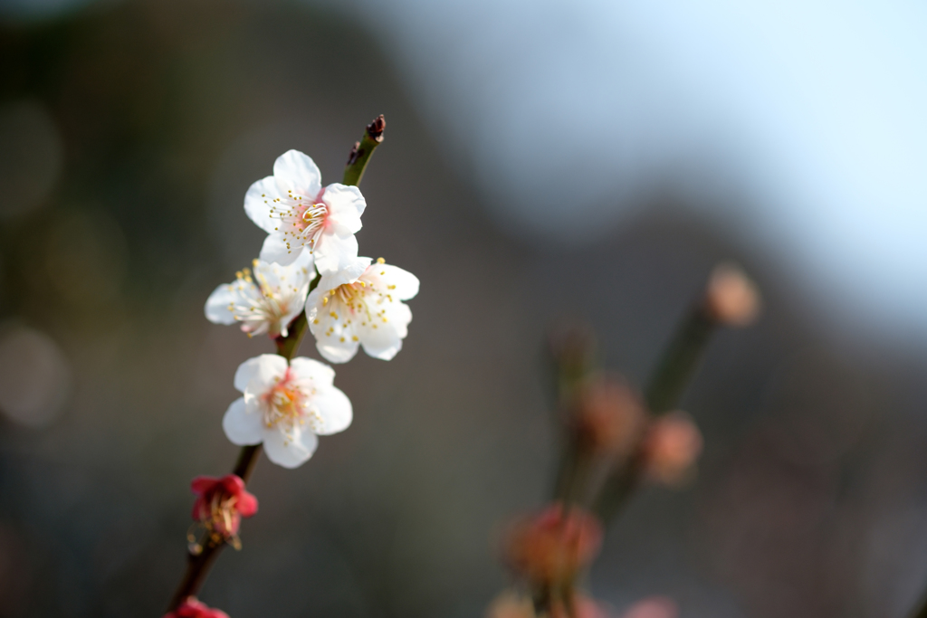 梅