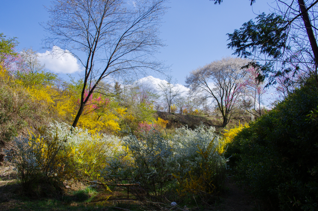 茂木　花の山にて