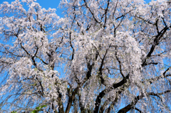 矢板武記念館の桜2016年