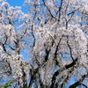 矢板武記念館の桜2016年