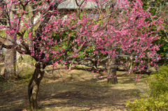 派手め