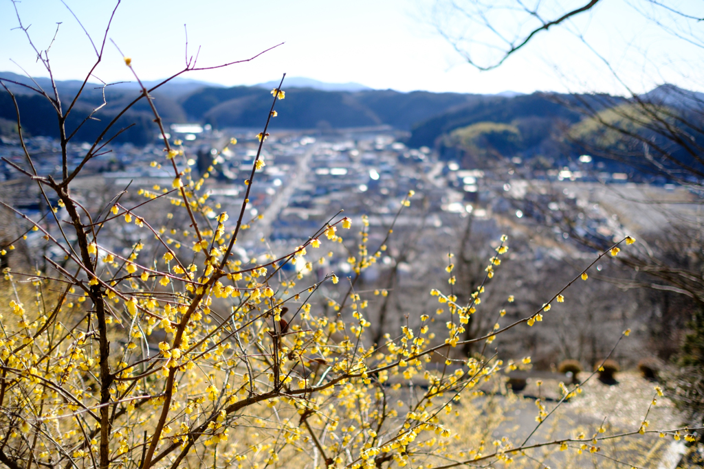 城山公園蝋梅