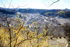 城山公園蝋梅