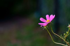 秋桜