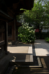 門と白い紫陽花