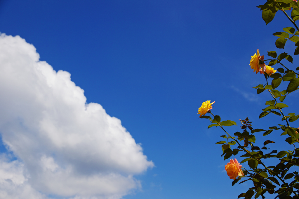 夏雲と薔薇