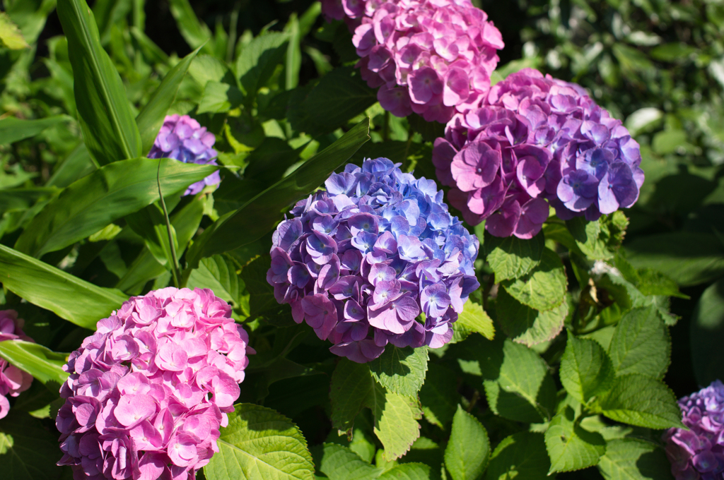 紫陽花　グラデーション