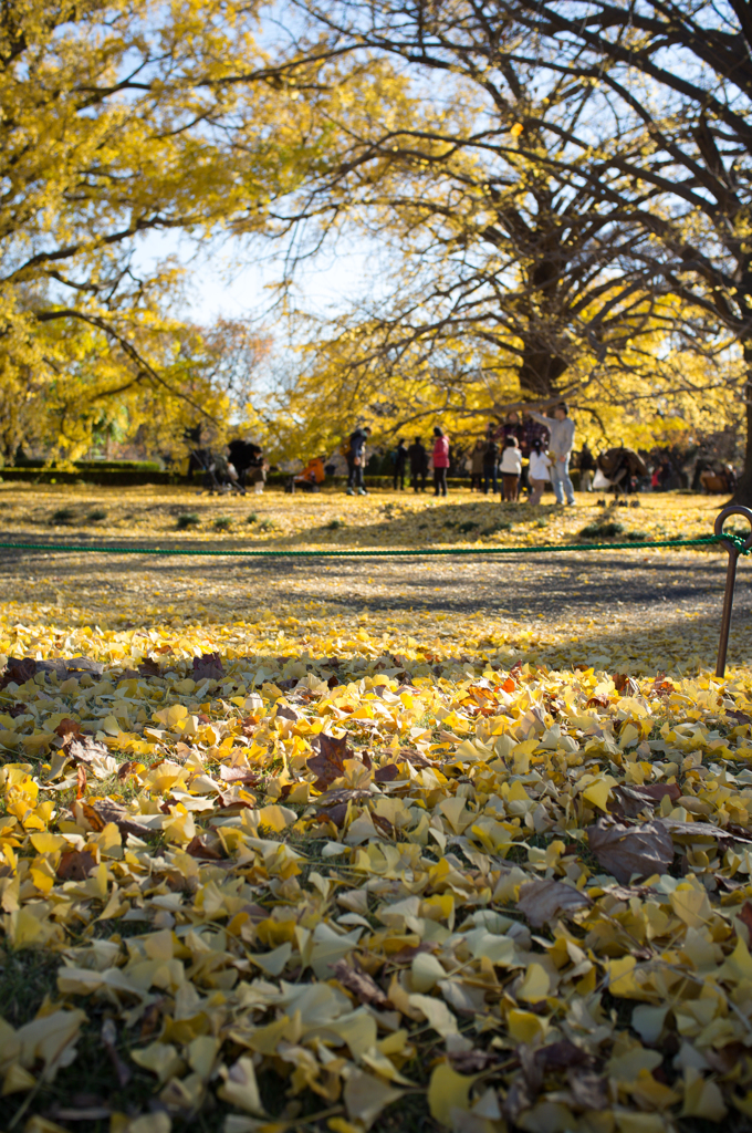 めいっぱい銀杏