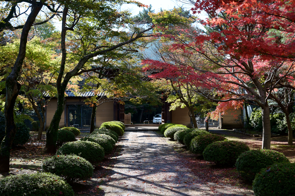 豪徳寺といえば紅葉