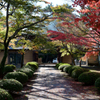豪徳寺といえば紅葉