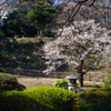早咲の梅　東京都庭園美術館にて