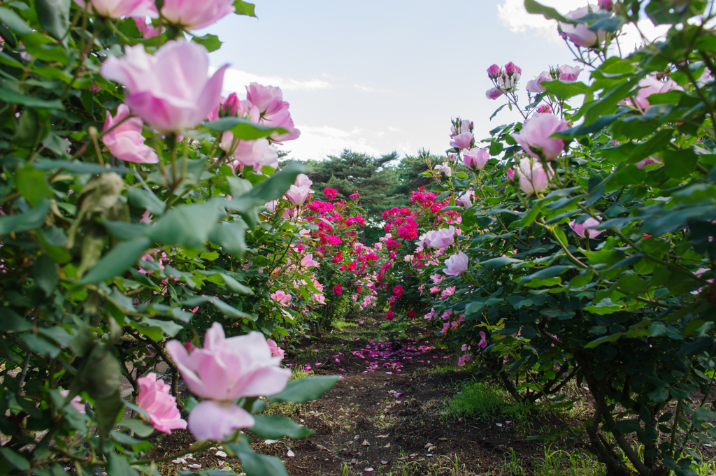 薔薇2018