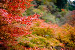 佐野　蓬莱山の紅葉