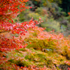 佐野　蓬莱山の紅葉