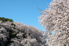 砧公園　桜