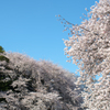 砧公園　桜