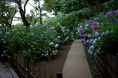 紫陽花の道