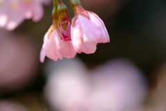 花ひらく　ところ