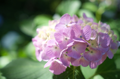 紫陽花2