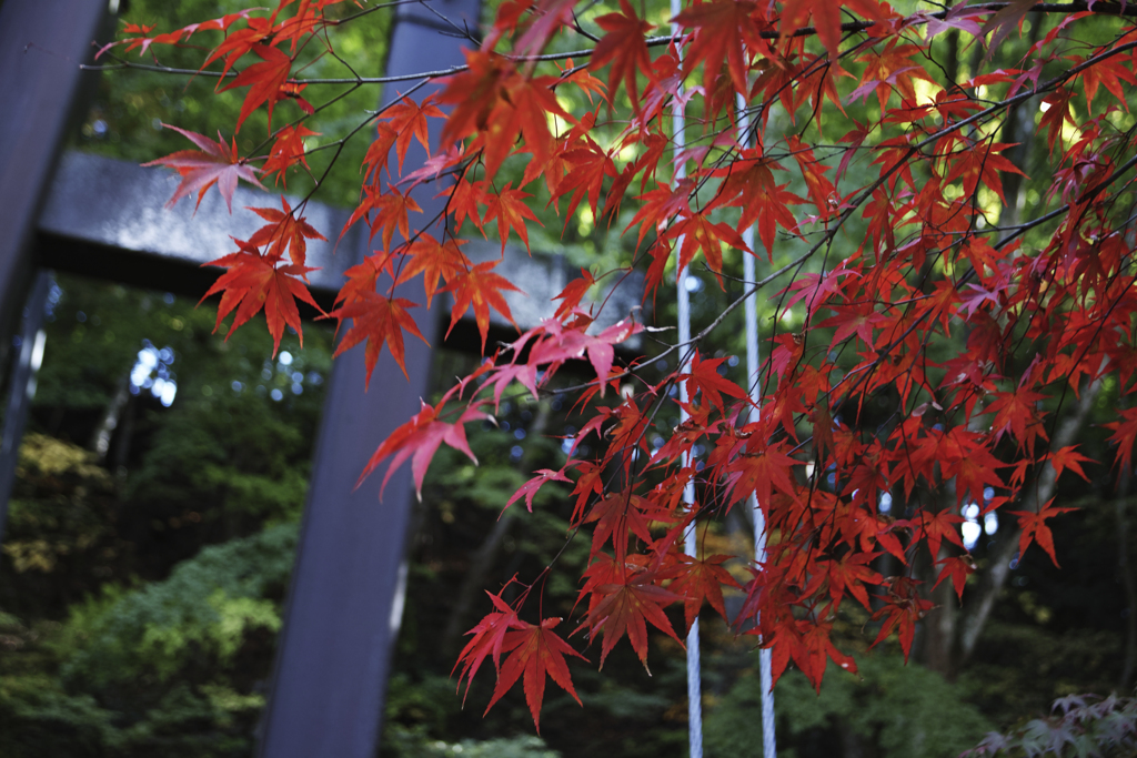 FOVEONと紅葉2020