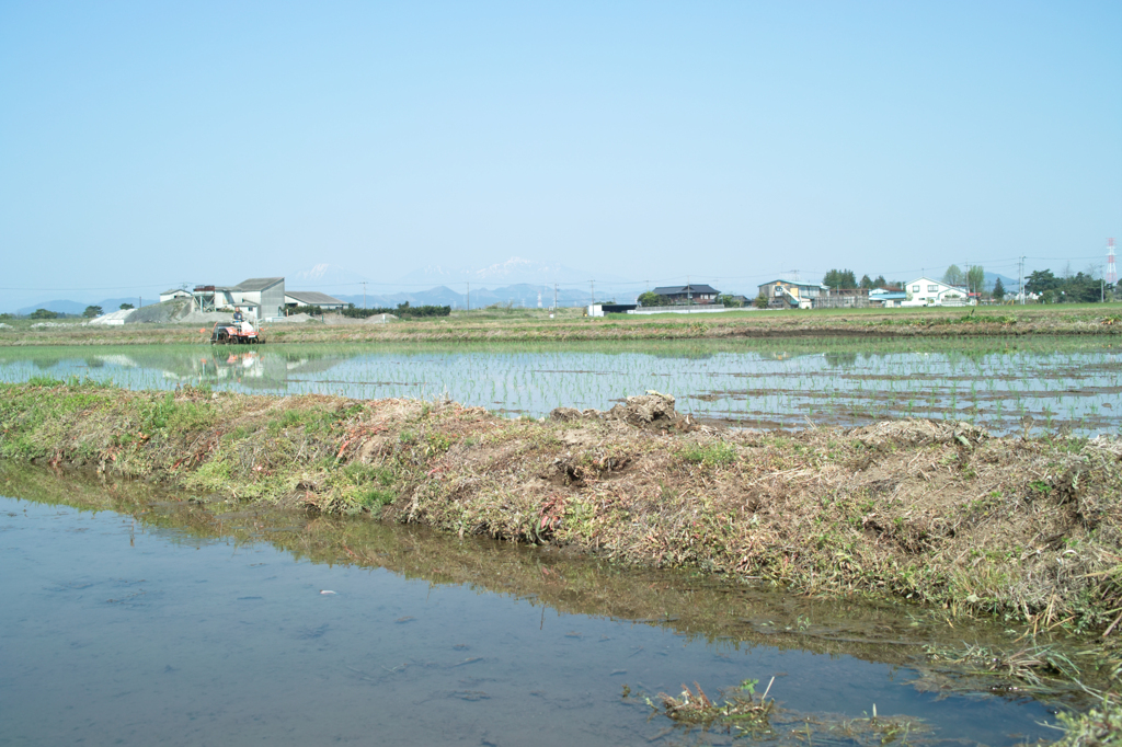 田んぼ