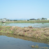 田んぼ
