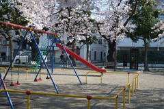 公園の桜