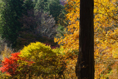 古峰園紅葉　2019